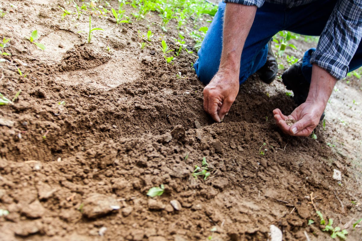 man plants a tree in the ground