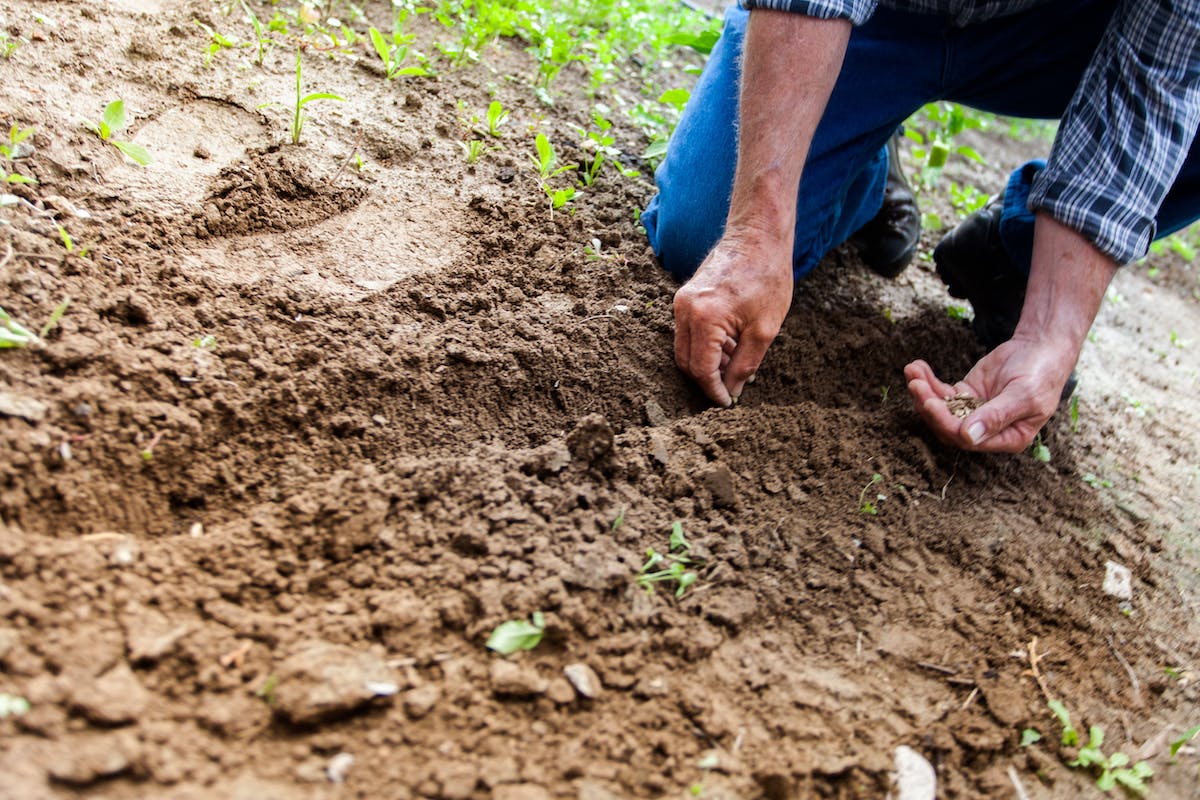 A man plants a tree in the ground, showing how ReCandle Co. plants a tree for every refillable candle or soy wax refill purchased. 
